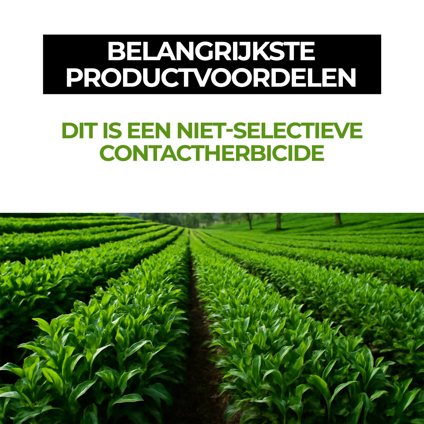 Glyphosaat herbicide met hoge concentratie, onkruidverdelger met ammoniumzout